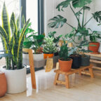 piante-filtri-naturali